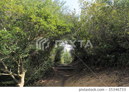 Green Tunnel 35346733