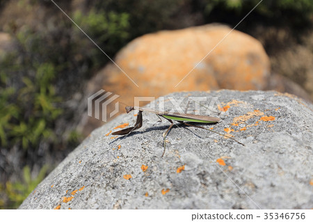 Mantis on the rock 35346756