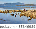 A lady collecting shellfish at a lagoon, Nha Trang 35346989