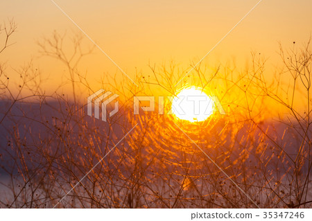Sunny meadow Sunny meadow 35347246