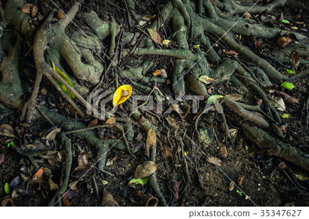 Roots of the banyan tree on ground in the forest. Roots of the banyan tree on ground in the forest. 35347627