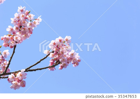 盛開的櫻花/ Kanhizakura 35347653