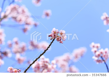 盛開的櫻花/ Kanhizakura 35347666