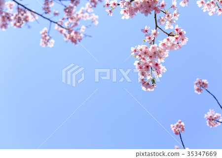 盛開的櫻花/ Kanhizakura 35347669