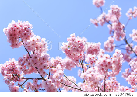 Cherry blossoms / Kanhizakura in full bloom 35347693