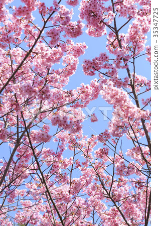盛開的櫻花/ Kanhizakura 35347725