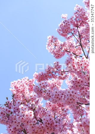 Cherry blossoms / Kanhizakura in full bloom 35347747