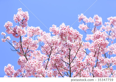 Cherry blossoms / Kanhizakura in full bloom Cherry blossoms / Kanhizakura in full bloom 35347759