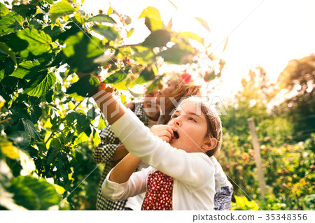 Senior couple with grandaughter gardening in the Senior couple with grandaughter gardening in the 35348356