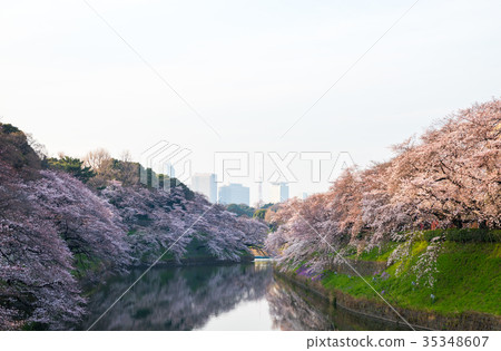 Cherry blossoms in Chidorigafuchi Early morning (Chiyoda-ku, Tokyo) Taken in April 2017 Cherry blossoms in Chidorigafuchi Early morning (Chiyoda-ku, Tokyo) Taken in April 2017 35348607