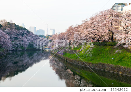 櫻花在Chidorigafuchi清晨(千代田區,東京)拍攝於2017年4月 櫻花在Chidorigafuchi清晨(千代田區,東京)拍攝於2017年4月 35348612