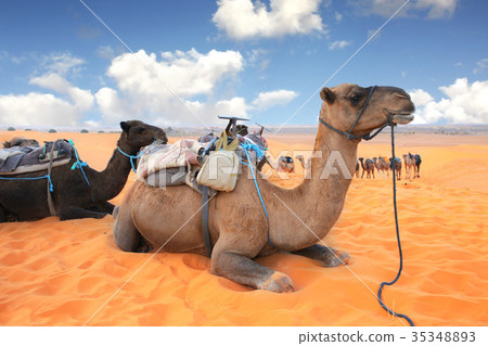 Camels in Sahara desert, Morocco Camels in Sahara desert, Morocco 35348893