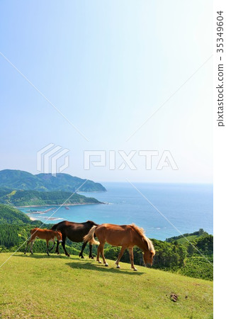 Miyazaki Prefecture Aoi Tooi Aoi Miyazaki Prefecture Aoi Tooi Aoi 35349604