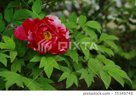 Peony Peony 35349748