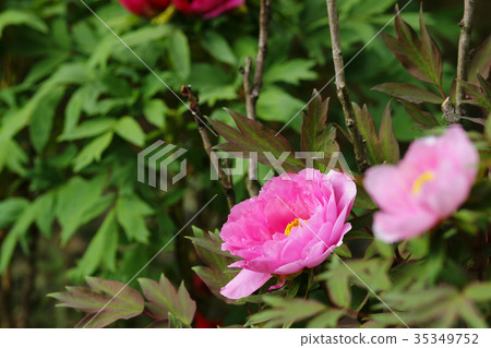 Peony 35349752
