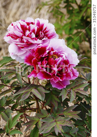 Peony Peony 35349757