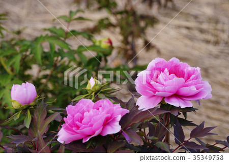 Peony Peony 35349758