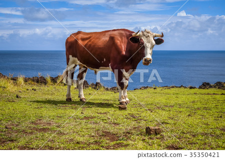 Beef on easter island cliffs 35350421