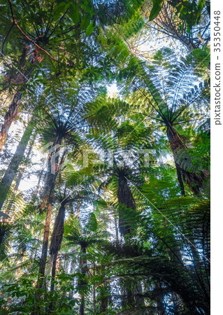 Giant Sequoia redwood forest, Rotorua, New Zealand 35350448