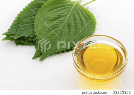 Egoma oil and leaves 35350592