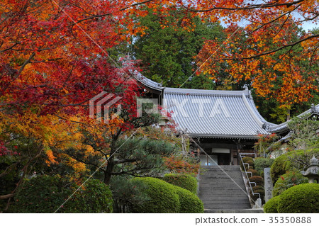 晚秋Kushina寺 35350888