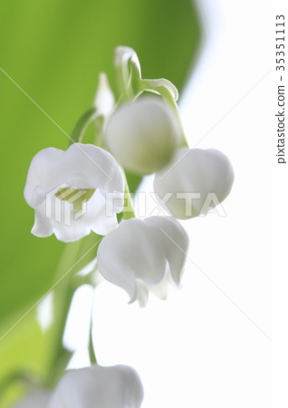 鈴蘭花 照片素材 圖片 圖庫 鈴蘭花 照片素材 圖片 圖庫
