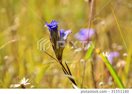 Sirata Tamashikushi and thin leafe gentian 35351180