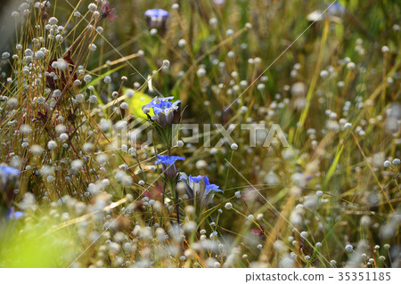 Sirata Tamashikushi and thin leafe gentian 35351185
