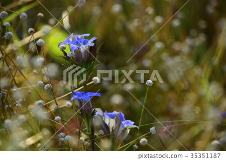 Sirata Tamashikushi and thin leafe gentian 35351187
