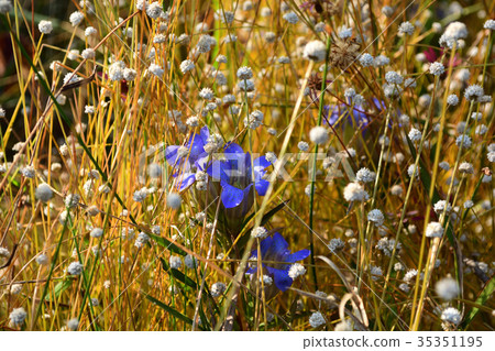 Sirata Tamashikushi and thin leafe gentian 35351195