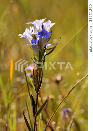 Blue flower 35351260
