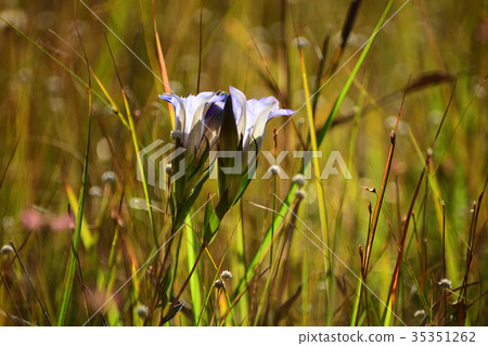 Blue flower Blue flower 35351262