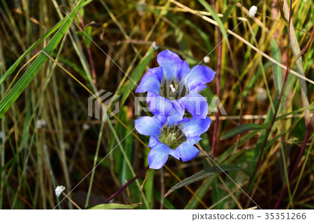 Blue flower 35351266