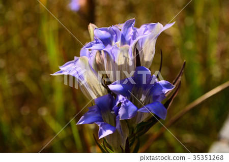 Blue flower 35351268