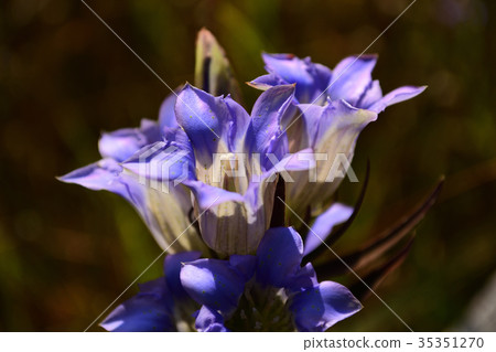 Blue flower 35351270