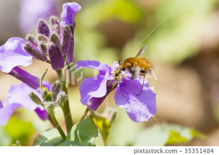 Velvet tree Abu Velvet tree Abu 35351484