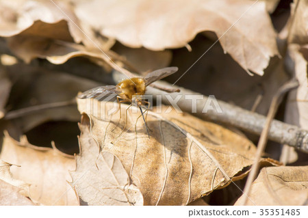 Velvet tree Abu Velvet tree Abu 35351485