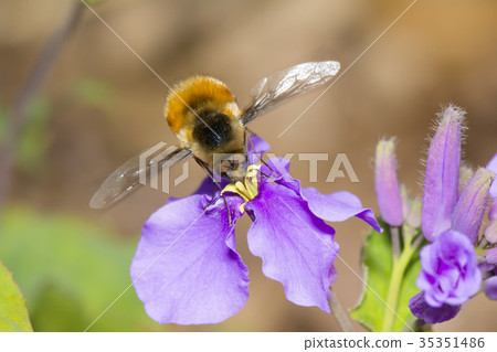 Velvet tree Abu 35351486