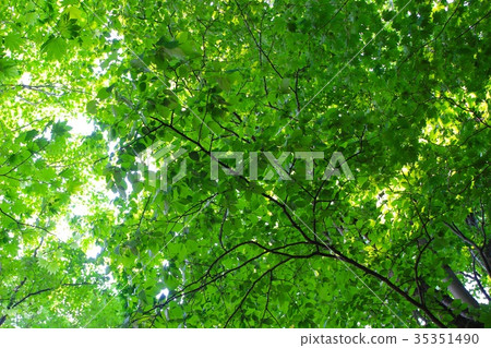 Looking up at the trees in the forest 35351490