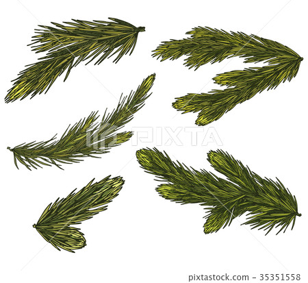 Set of Realistic Detailed Christmas tree branches. Set of Realistic Detailed Christmas tree branches. 35351558