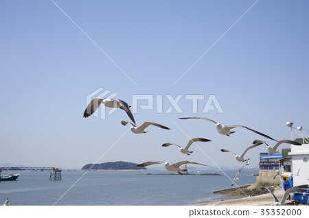 Gull, Wolmido, Incheon 35352000