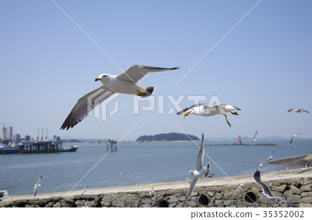 Gull, Wolmido, Incheon 35352002