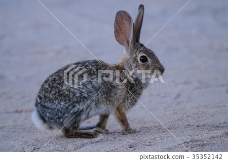 Desert Cottontail Rabbit 35352142