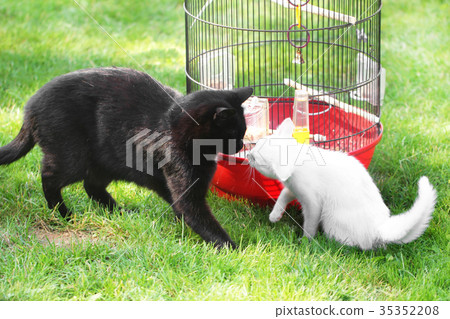 Two cats about bird cages 35352208