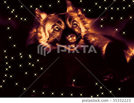 Happy new year fire dog 35352223