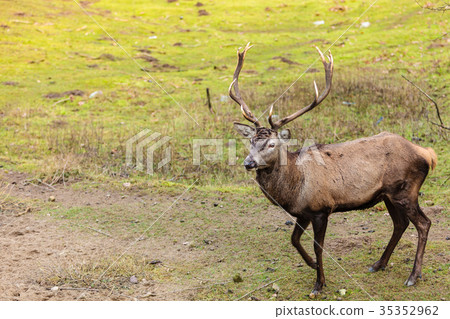 Red deer stag on meadow 35352962