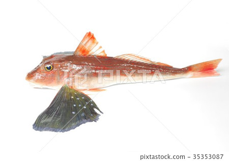 A high-quality fish white fish that walks on the seabed with legs that have developed a chorus with a view of the baboon 35353087