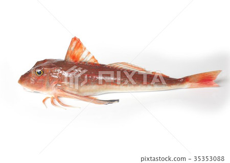 A high-quality fish white fish that walks on the seabed with legs that have developed a chowboard 35353088