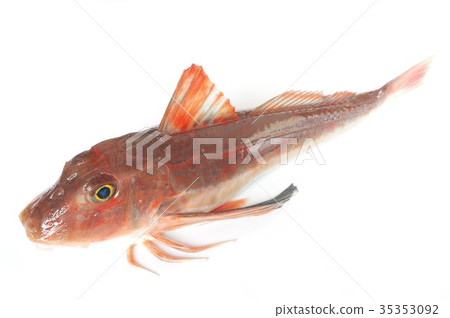 Boho Bodhisattva Full-body Acupuncture Closed Fish High-class fish with fish white legs walking on the seabed with legs with developed chest fins Boho Bodhisattva Full-body Acupuncture Closed Fish High-class fish with fish white legs walking on the seabed with legs with developed chest fins 35353092