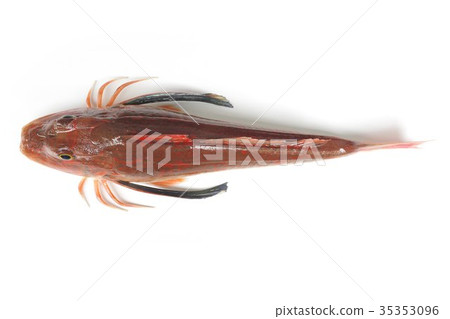 Boho Bodhisattva whole body upper part closed rose fished fish high-class fish that walks the sea floor with legs with developed chest fins 35353096